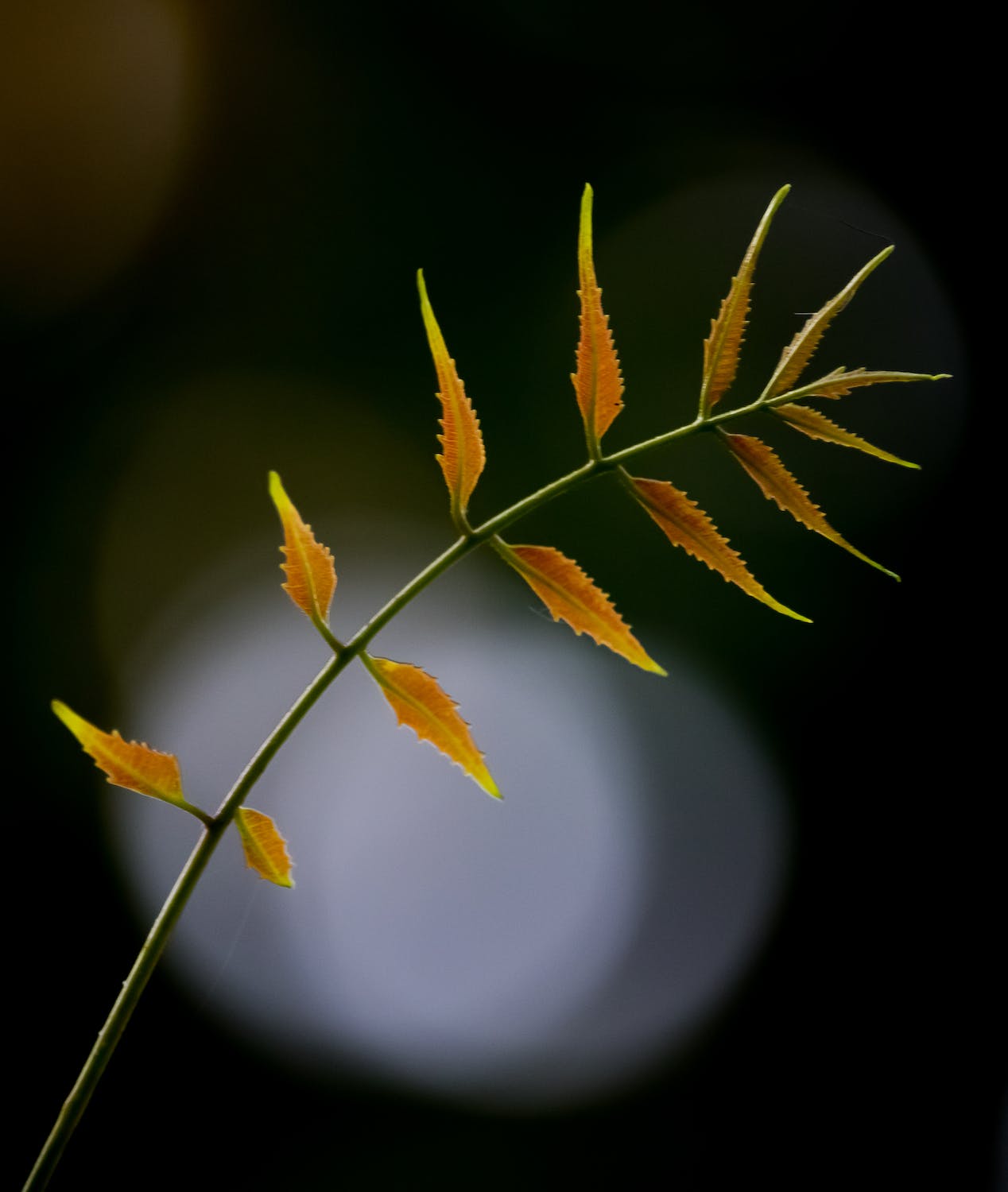 3 True Benefits Of Neem From The Tree S Bark To Its Leaves Pinkvilla