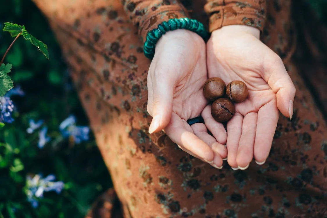 benefits of macadamia 