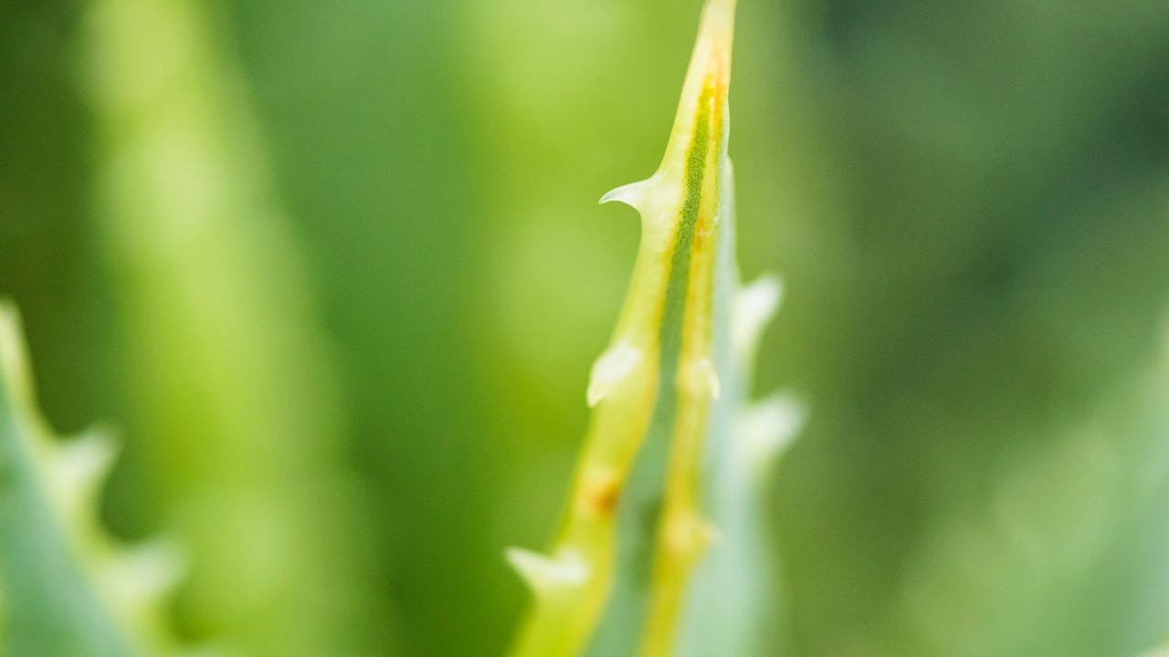 Aloe Vera What is Wet Dandruff