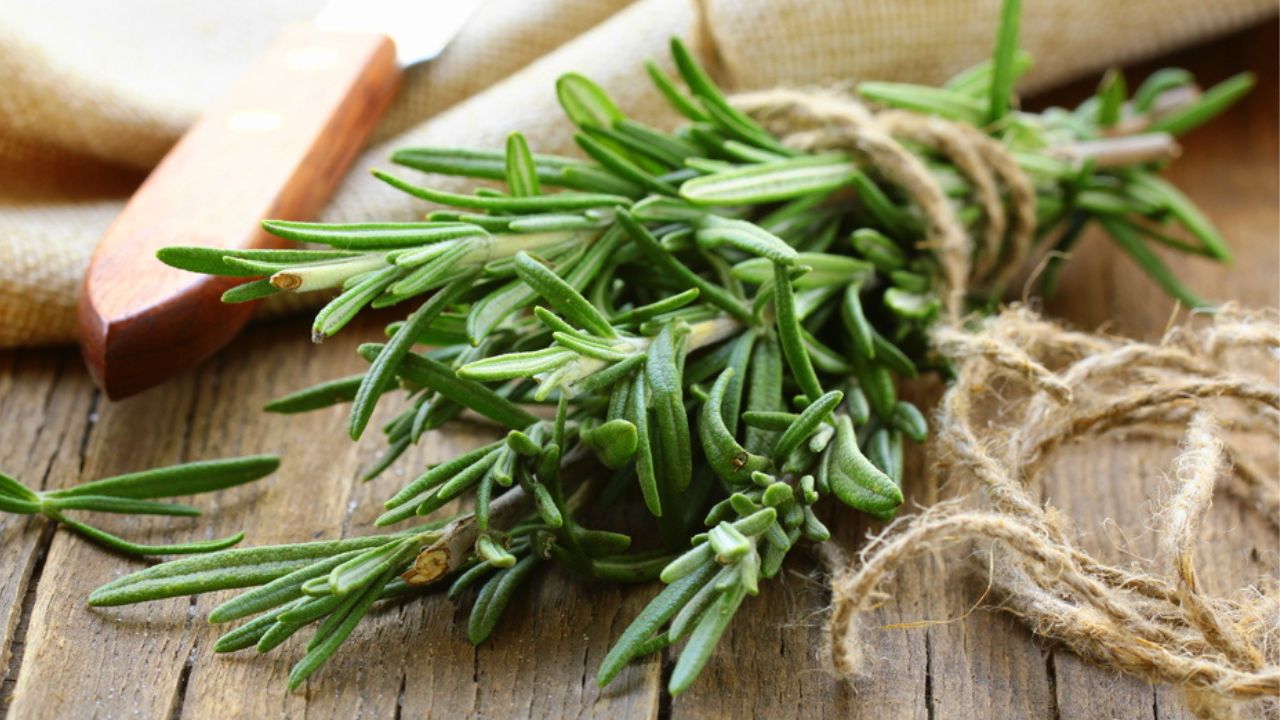 How Is Rosemary Oil Obtained?