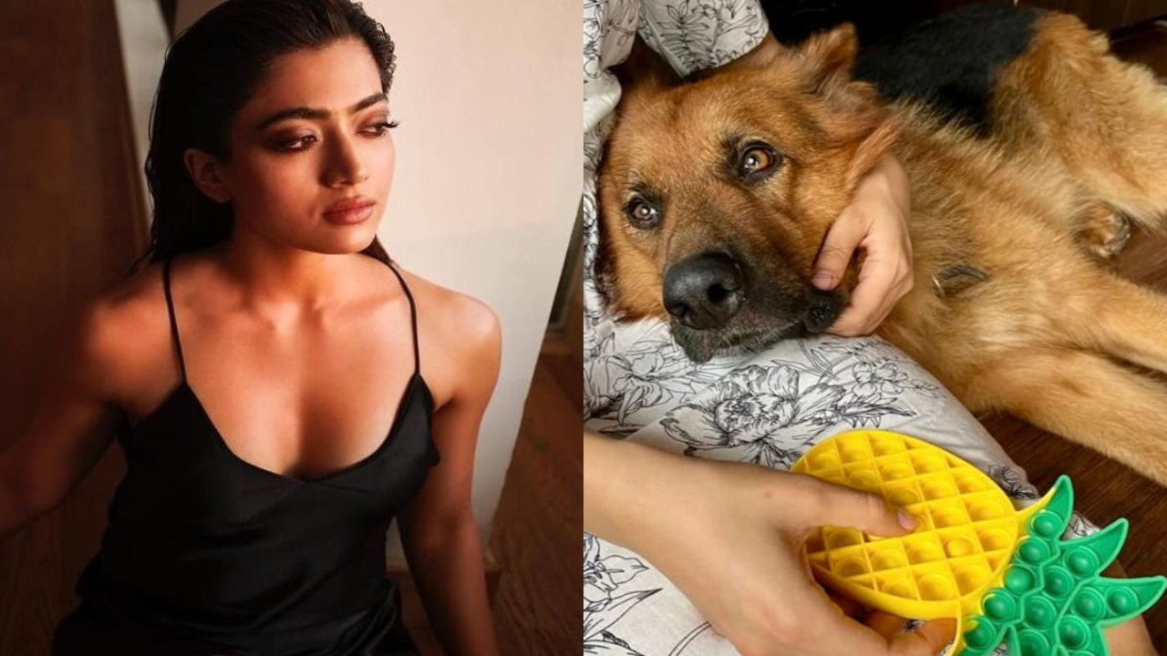 Rashmika Mandanna grieves the death of her 'goodest boiii' Maxi: 'We’ll miss you...'