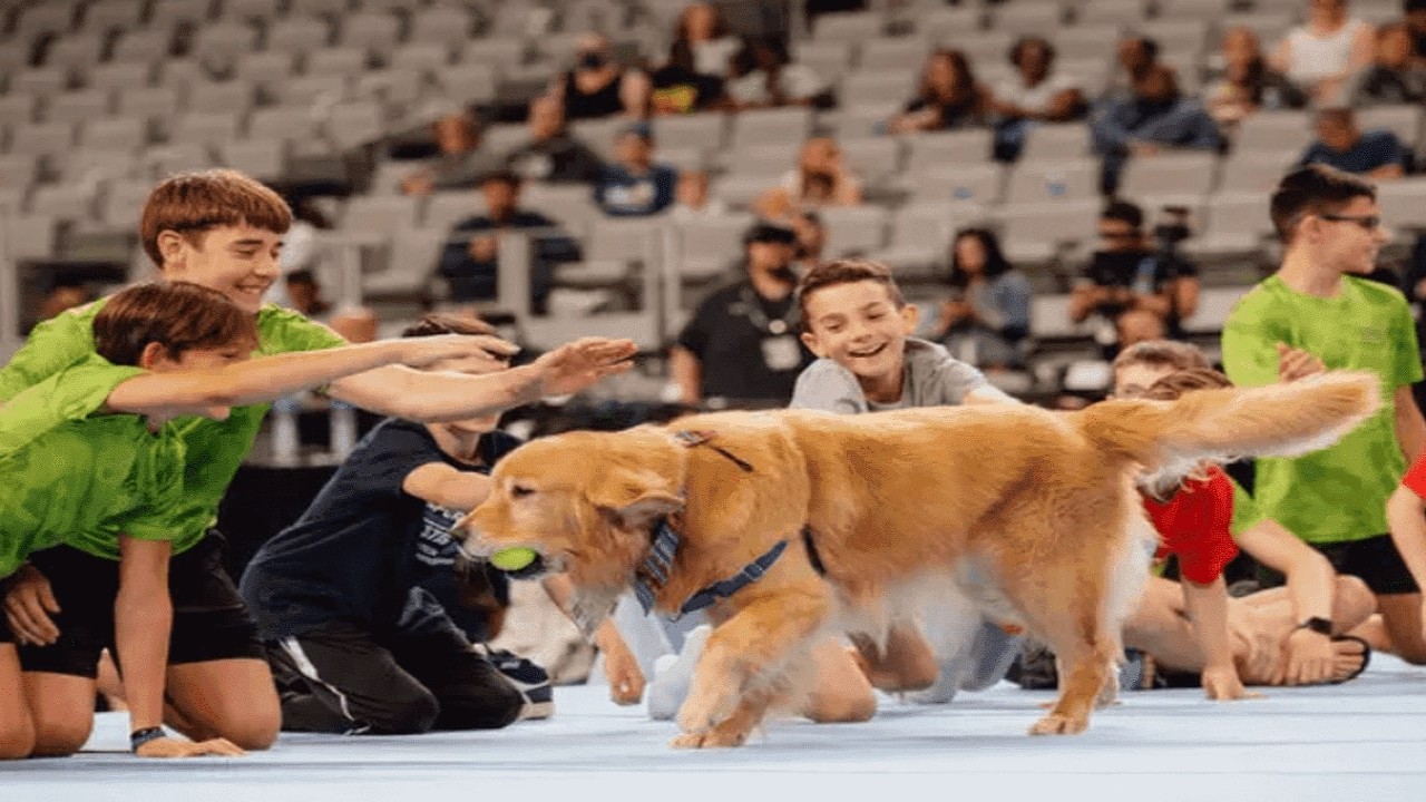 Beacon the Therapy Dog (PC:Instagram)