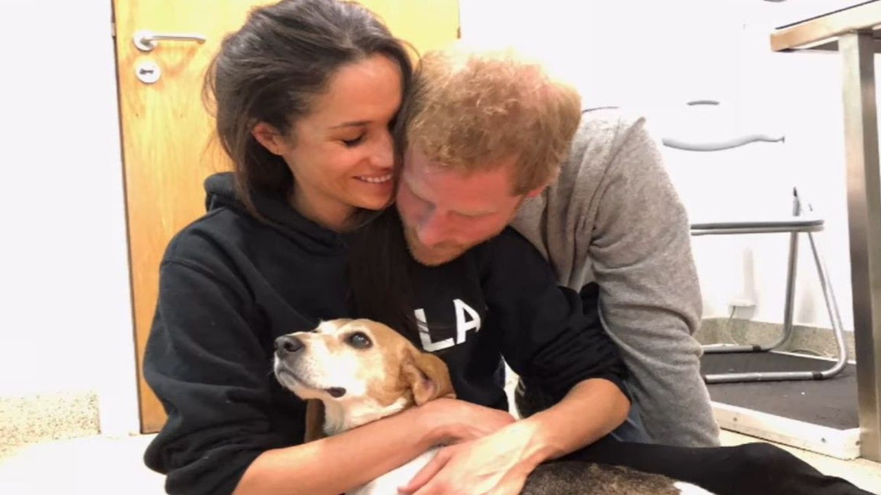 Here's How Prince Harry and Meghan Markle Found Their Beagle as Pet Passes Away; READ