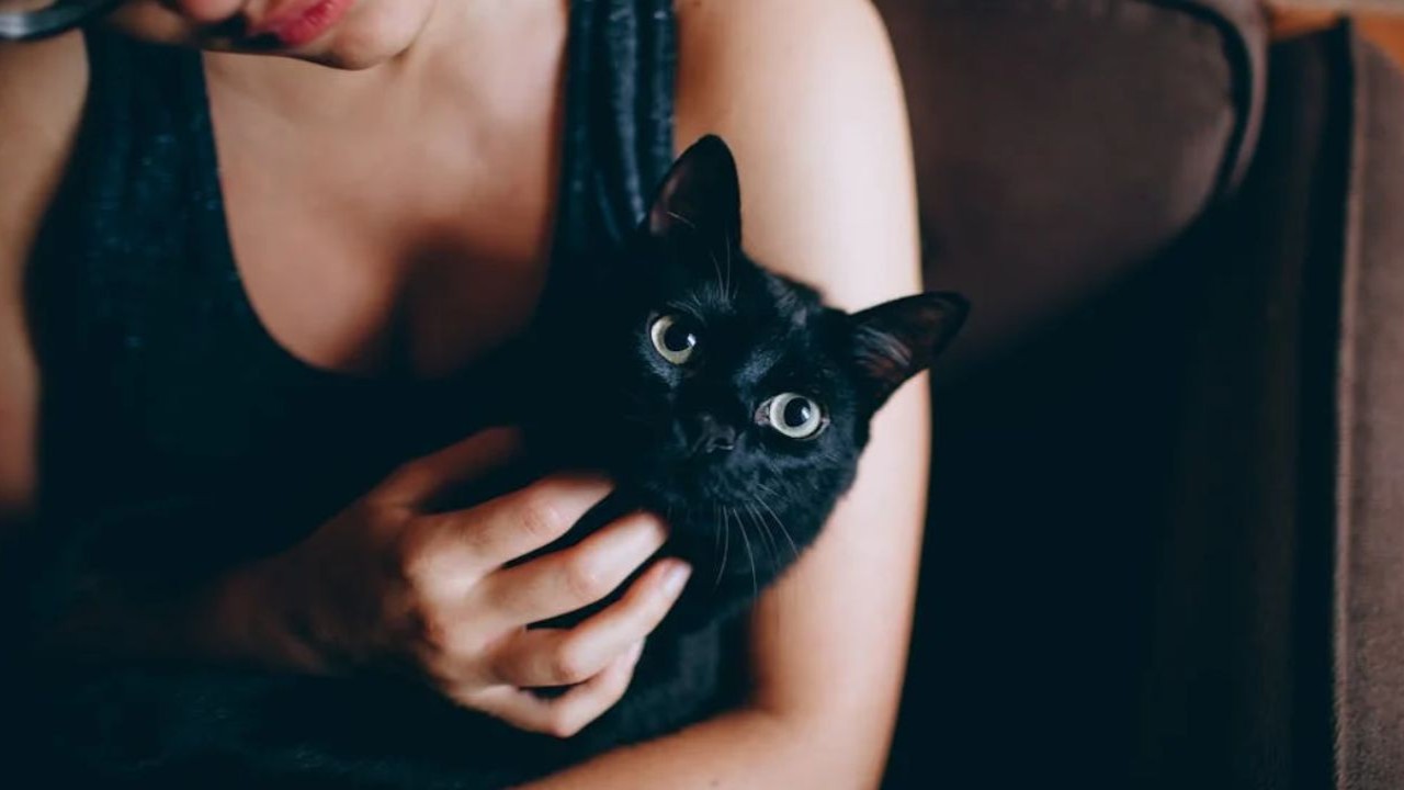 Aquarius to Cancer: 5 Zodiac Signs Who Are Destined to be Cat Parents