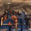 Did ‘Air Horse One’ Plane Really Fly Team USA’s Horses to 2024 Paris Olympics? Exploring Viral Rumor/Claim