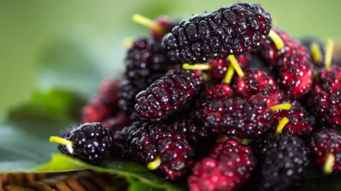 Mulberry eating discount benefits