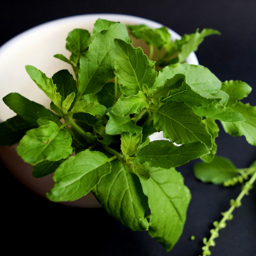 Tulsi DIY home remedies to unlock its ANCIENT secrets for hair